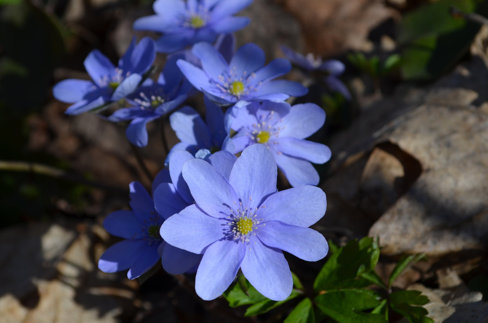 Blau Hepatica Blumensamen zur Aussaat – Bestäuber freundlich – Traditionssorte & ohne Gentechnik Samen Hausgarten