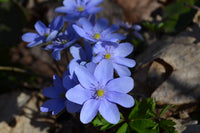 Blau Hepatica Blumensamen zur Aussaat – Bestäuber freundlich – Traditionssorte & ohne Gentechnik Samen Hausgarten