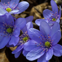 Blau Hepatica Blumensamen zur Aussaat – Bestäuber freundlich – Traditionssorte & ohne Gentechnik Samen Hausgarten