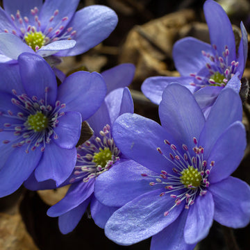 Blau Hepatica Blumensamen zur Aussaat – Bestäuber freundlich – Traditionssorte & ohne Gentechnik Samen Hausgarten