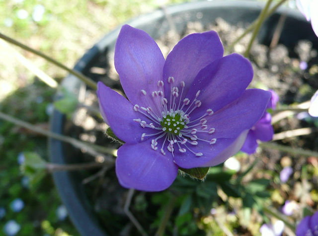 Hepatica Nobilis Blumensamen zur Aussaat – Schnitt Blume beliebt – Traditionssorte & ohne Gentechnik Samen Hausgarten