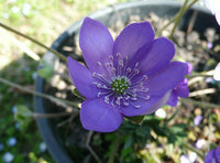 Hepatica Nobilis Blumensamen zur Aussaat – Schnitt Blume beliebt – Traditionssorte & ohne Gentechnik Samen Hausgarten