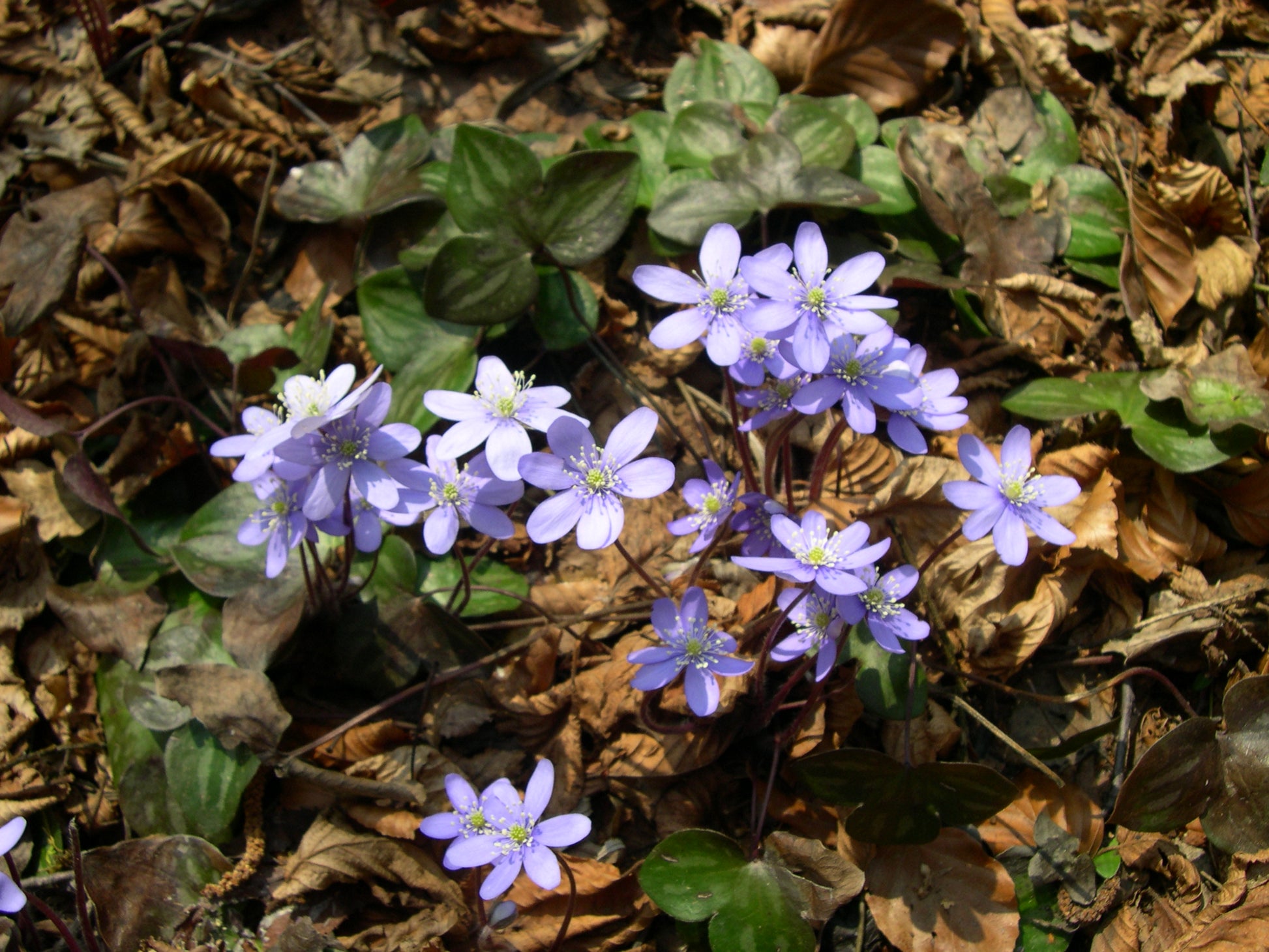 Hepatica Blumensamen zur Aussaat – sonnenliebend – Traditionssorte & ohne Gentechnik Samen Hausgarten