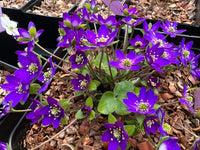 Hepatica Nobilis Blumensamen zur Aussaat – Schnitt Blume beliebt – Traditionssorte & ohne Gentechnik Samen Hausgarten