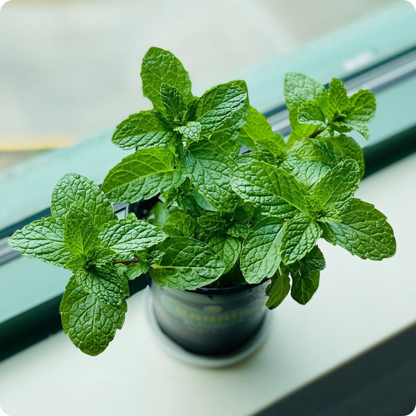 common mint samen mentha spicata