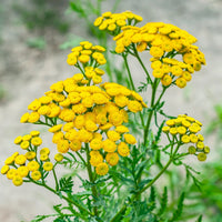 Traditionssorte Tansy Blumensamen zur Aussaat leuchtend Blüten Traditionssorte & ohne Gentechnik Samen Hausgarten