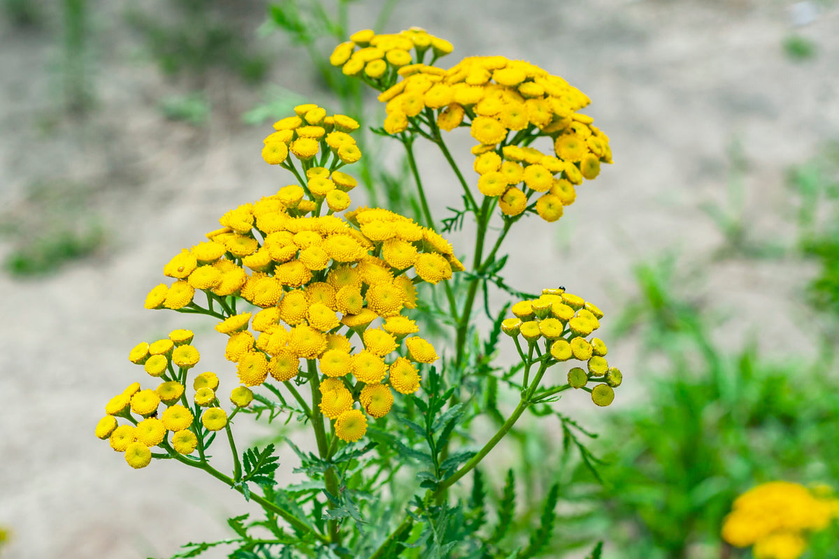 Tansy (tansy blume) samen for anpflanzung in home garten
