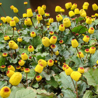 Toothache Pflanze Natural Relief Samen Growing Herbal Remedy Gärten