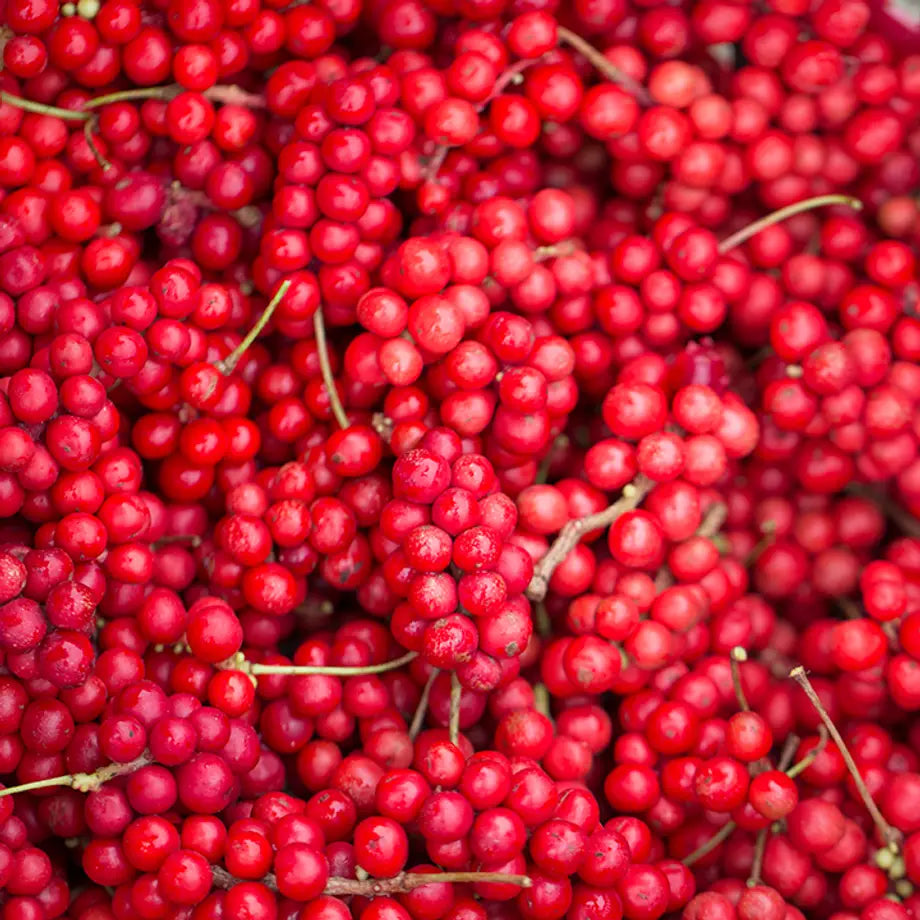 Schisandra-Beeren Samen für einfaches Anpflanzen