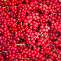 Schisandra-Beeren Samen für einfaches Anpflanzen