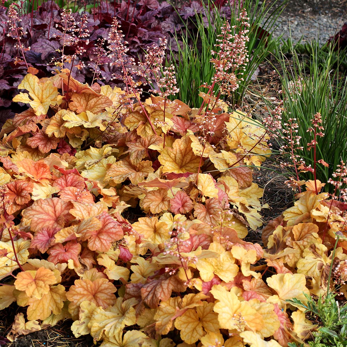 Mischung Heuchera Champagne Blumensamen zur Aussaat Bestäuber freundlich Traditionssorte & ohne Gentechnik Samen Hausgarten