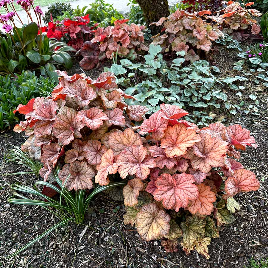 Heuchera champagne pflanze with delicate blume spikes