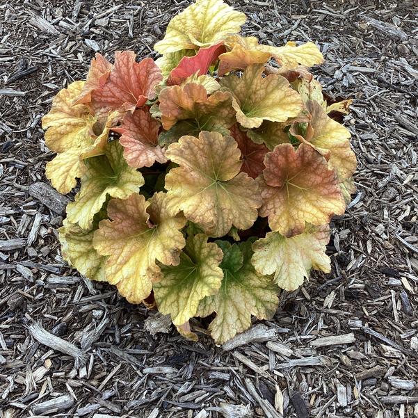 Non-gmo heuchera champagne samen