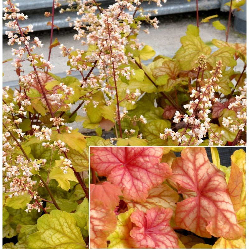Ornamental heuchera champagne perennial pflanze