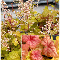 Ornamental heuchera champagne perennial pflanze