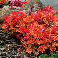 hell Orange Heuchera Blumensamen zur Aussaat Traditionssorte ohne Gentechnik Samen Garten Wuchs farbenfroh Schau
