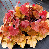 hell Orange Heuchera Blumensamen zur Aussaat Traditionssorte ohne Gentechnik Samen Garten Wuchs farbenfroh Schau