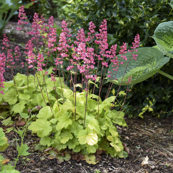 Heuchera Versatile Foliage Superstars Blumensamen zur Aussaat Drought verträglich Traditionssorte & ohne Gentechnik Samen Hausgarten