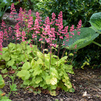Heuchera Versatile Foliage Superstars Blumensamen zur Aussaat Drought verträglich Traditionssorte & ohne Gentechnik Samen Hausgarten