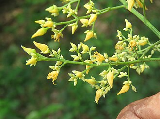 Gelb Hevea Brasiliensis Blumensamen zur Aussaat – kompakt Wuchs – Traditionssorte & ohne Gentechnik Samen Hausgarten