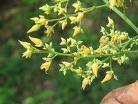 Gelb Hevea Brasiliensis Blumensamen zur Aussaat – kompakt Wuchs – Traditionssorte & ohne Gentechnik Samen Hausgarten