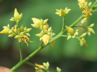 Gelb hevea brasiliensis blume samen for anpflanzung - compact growth, heirloom & gmo free samen for home garten
 
 sale samen for anpflanzung in home garten
