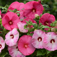 Traditionssorte Hibiskus Moscheutos Blumensamen zur Aussaat pflegeleicht Traditionssorte & ohne Gentechnik Samen Hausgarten