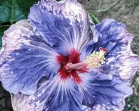 Light blau hibiscus flowering samen for gardens