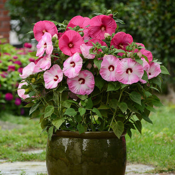 Mischung Hibiskus Luna Blumensamen zur Aussaat Schnitt Blume beliebt Traditionssorte & ohne Gentechnik Samen Hausgarten