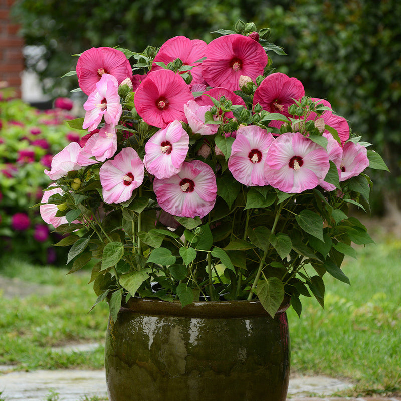 Mischung Hibiskus Luna Blumensamen zur Aussaat Schnitt Blume beliebt Traditionssorte & ohne Gentechnik Samen Hausgarten