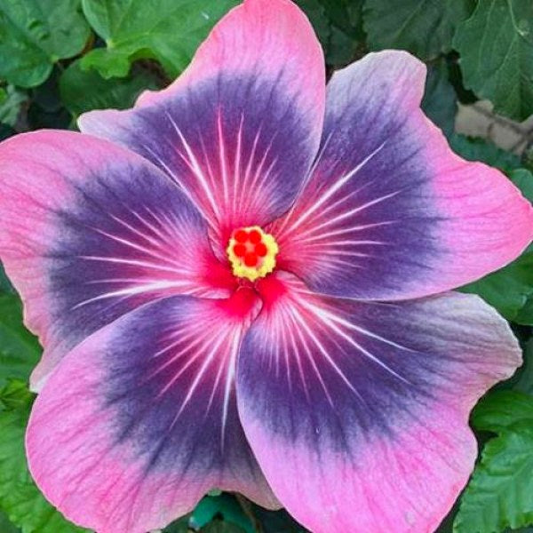 Rosa Blau Hibiskus Blumensamen zur Aussaat – robust Sorte – Traditionssorte & ohne Gentechnik Samen Hausgarten