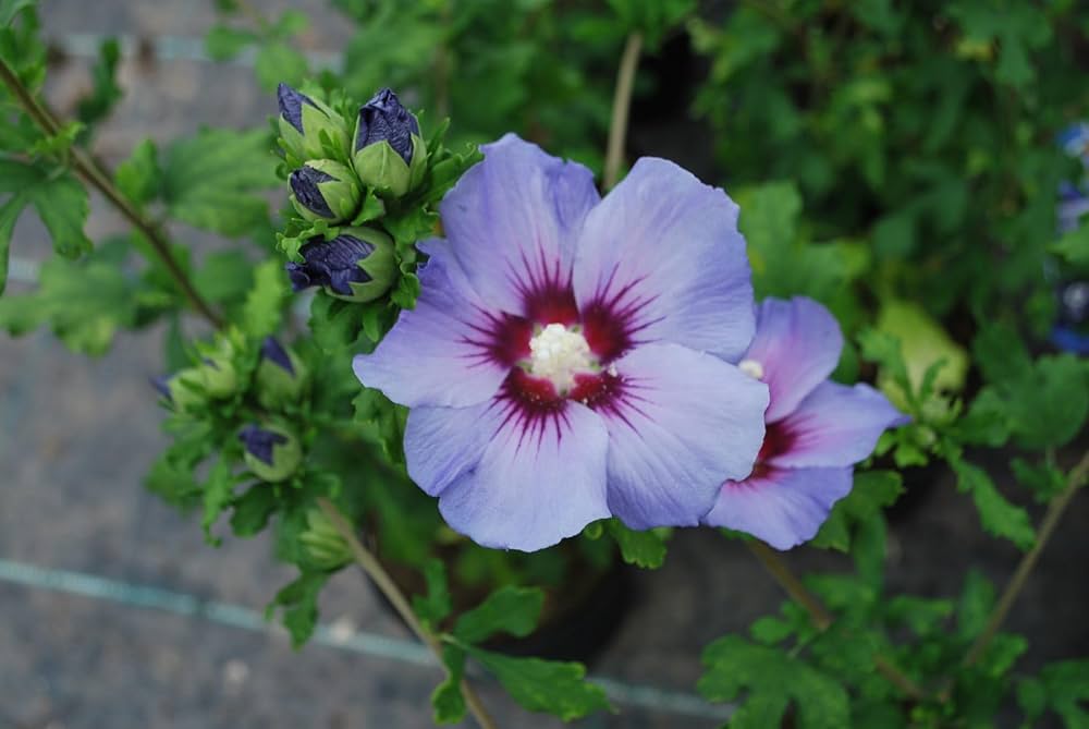 Non gmo light blau hibiscus samen