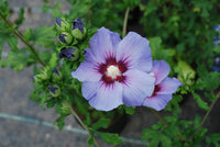 Non gmo light blau hibiscus samen