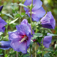 Violett Hibiskus Blumensamen zur Aussaat – Bestäuber freundlich – Traditionssorte & ohne Gentechnik Samen Hausgarten