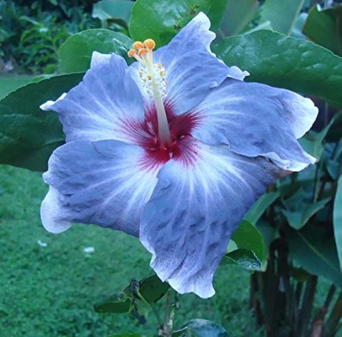 Light blau hibiscus samen for anpflanzung