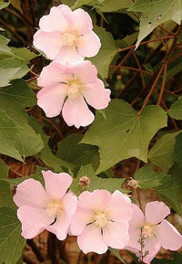 Hibiskus Makinoi Chinese Hibiskus Samen
