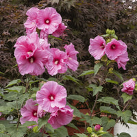 Traditionssorte Hibiskus Moscheutos Blumensamen zur Aussaat pflegeleicht Traditionssorte & ohne Gentechnik Samen Hausgarten