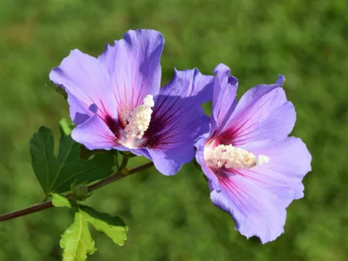 Hibiskus Syriacus Blumensamen zur Aussaat Drought verträglich Traditionssorte & ohne Gentechnik Samen Hausgarten