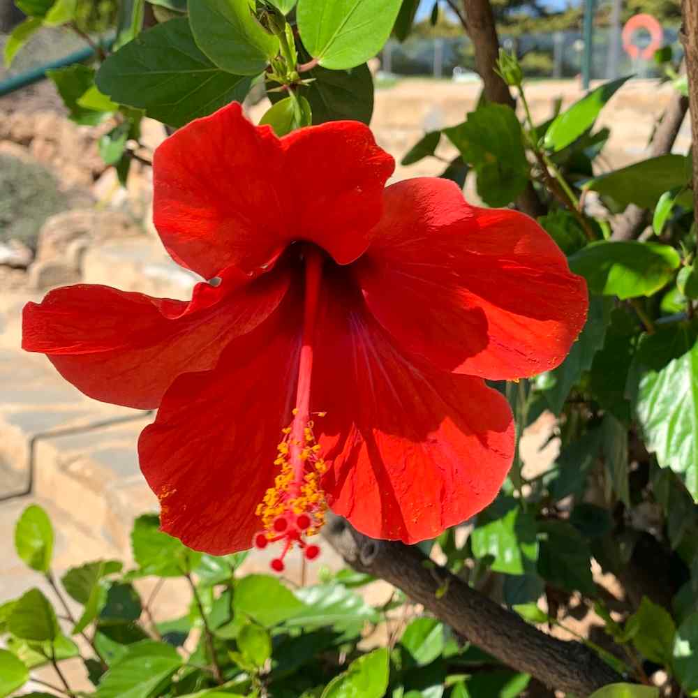 Kastanienrot Hibiskus Blumensamen zur Aussaat – Wildblume Mischung – Traditionssorte & ohne Gentechnik Samen Hausgarten