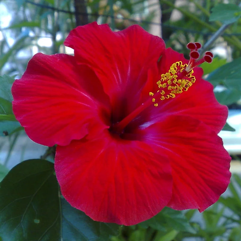 Bordeaux Hibiskus Blumensamen zur Aussaat farbenfroh Schau Traditionssorte & ohne Gentechnik Samen Hausgarten