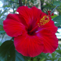 Bordeaux Hibiskus Blumensamen zur Aussaat farbenfroh Schau Traditionssorte & ohne Gentechnik Samen Hausgarten