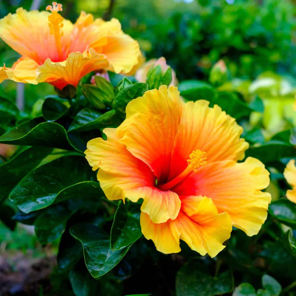 Hibiskus Blumensamen zur Aussaat Wildblume Mischung Traditionssorte & ohne Gentechnik Samen Hausgarten