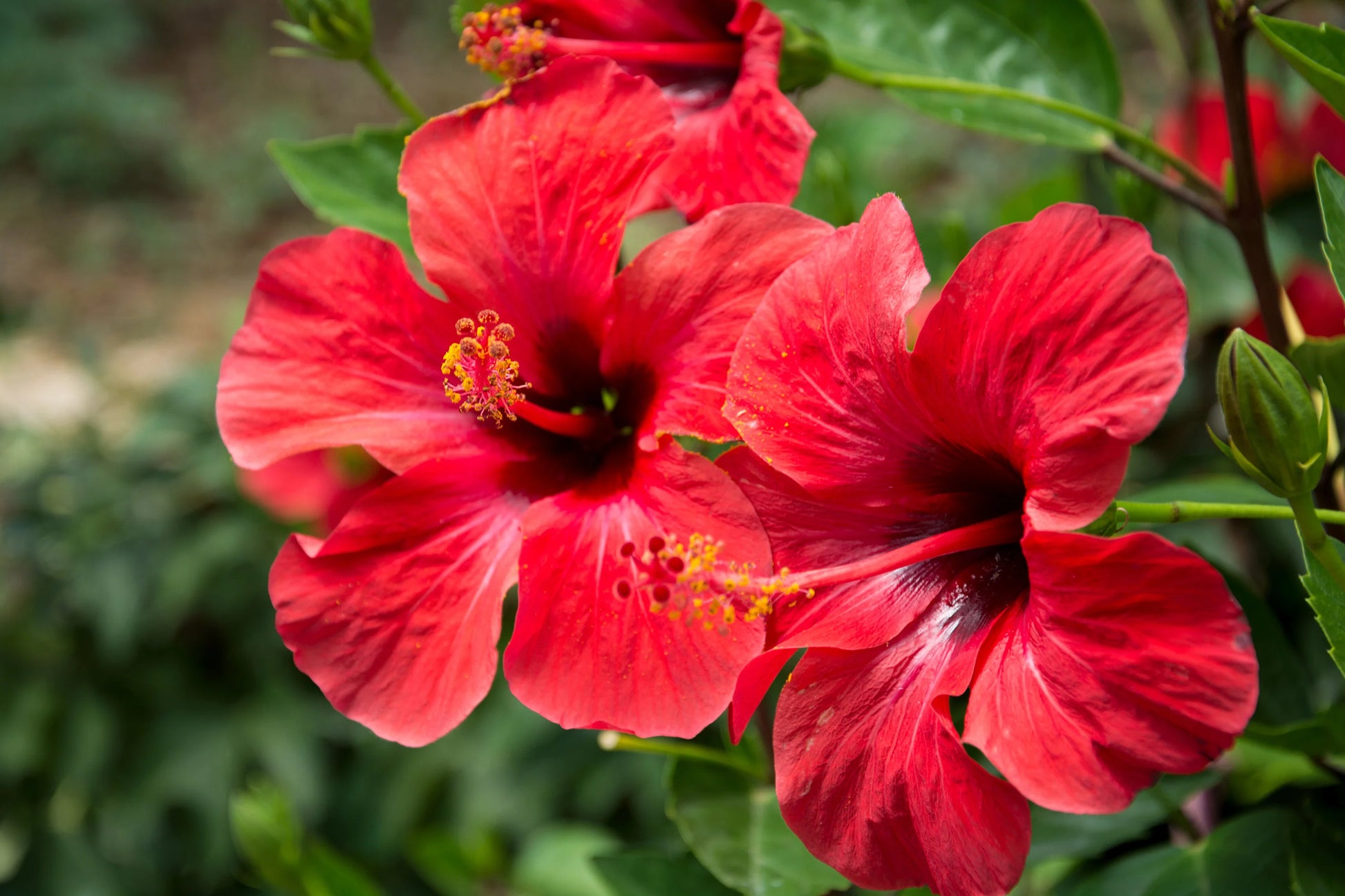 Hibiskus Blumensamen zur Aussaat Bestäuber freundlich Traditionssorte & ohne Gentechnik Samen Hausgarten