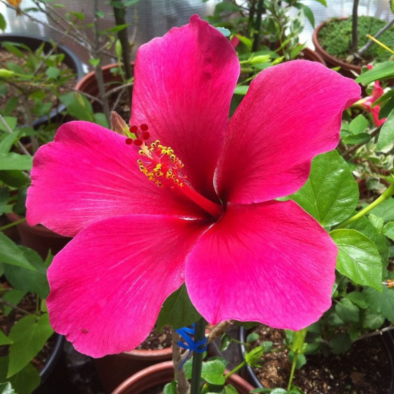 Thick rosa hibiscus blume samen for anpflanzung - cottage garten essential, heirloom & gmo free samen for home garten
 
 sale for anpflanzung in home garten.