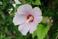 Rosa Hibiskus Syriacus Blumensamen zur Aussaat – Drought verträglich – Traditionssorte & ohne Gentechnik Samen Hausgarten