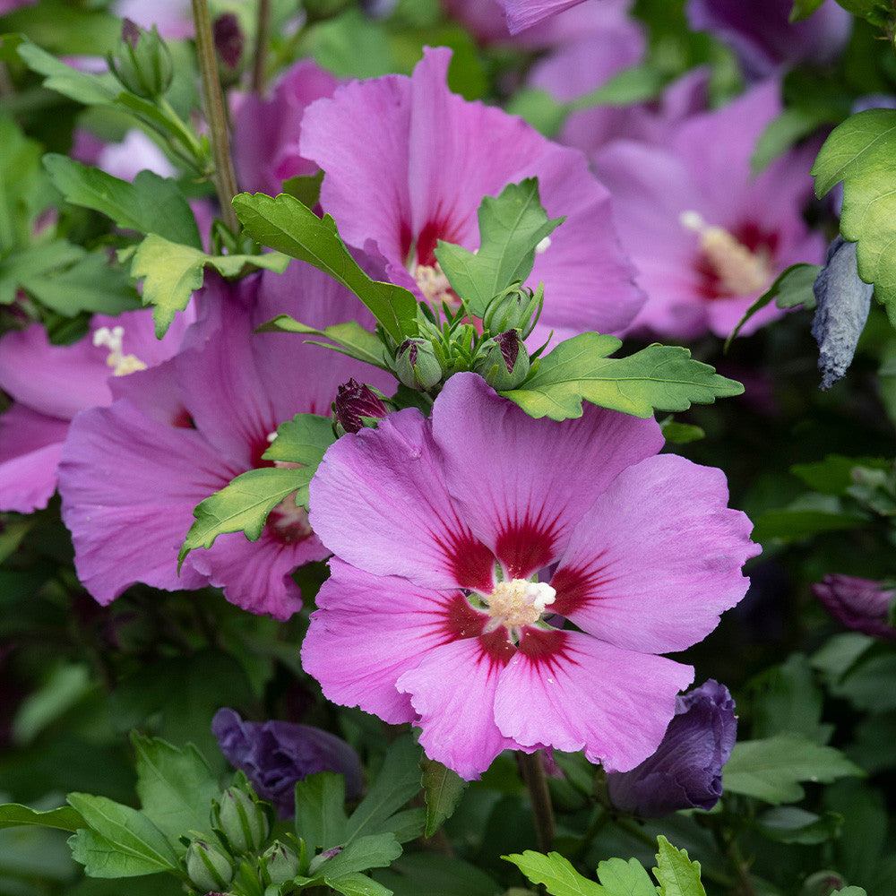 Rosa Hibiskus Syriacus Blumensamen zur Aussaat – Drought verträglich – Traditionssorte & ohne Gentechnik Samen Hausgarten