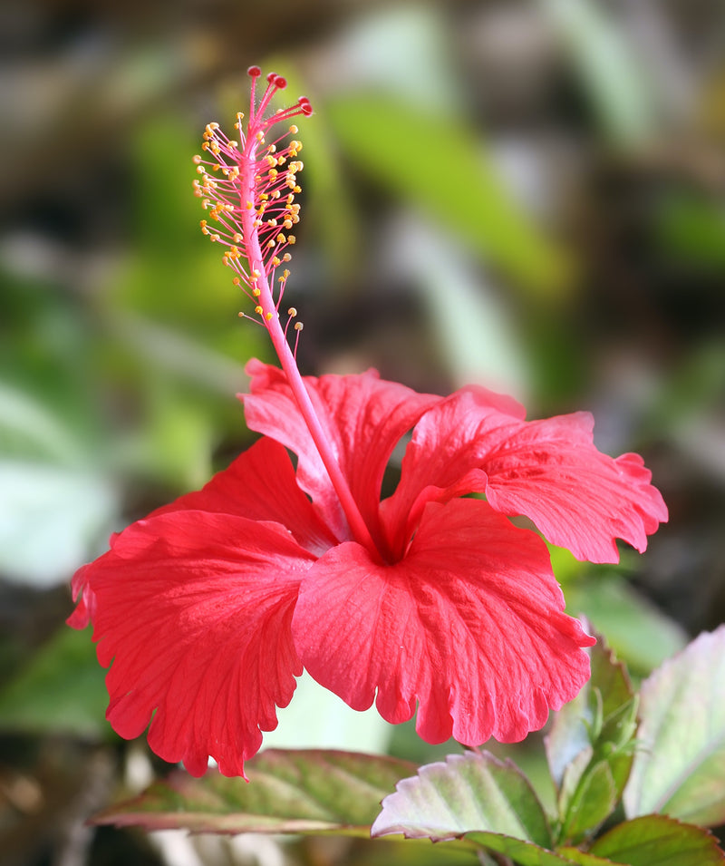 Hibiskus Blumensamen zur Aussaat – sonnenliebend – Traditionssorte & ohne Gentechnik Samen Hausgarten