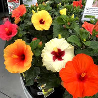 MixedColored Hibiskus Blumensamen zur Aussaat Schnitt Blume beliebt Traditionssorte & ohne Gentechnik Samen Hausgarten