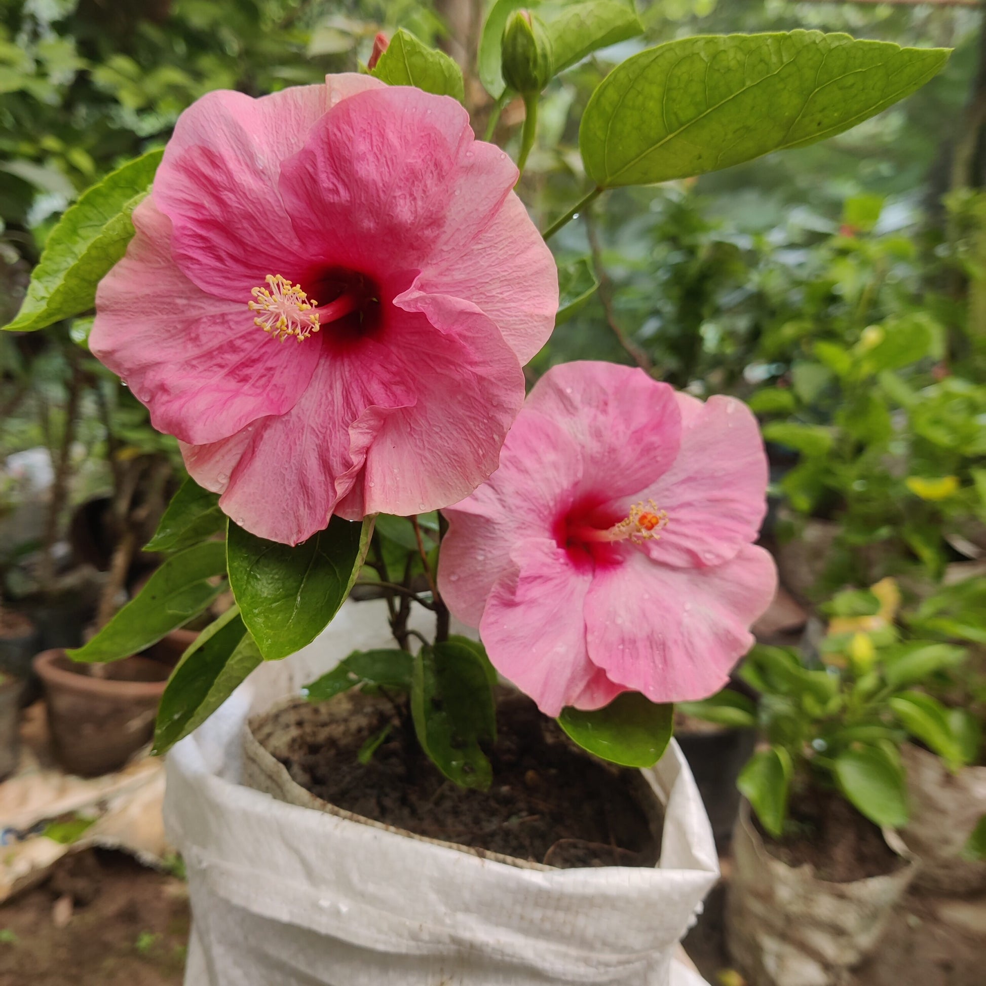 Hibiskus Blumensamen zur Aussaat lang Blüte Saison Traditionssorte & ohne Gentechnik Samen Hausgarten