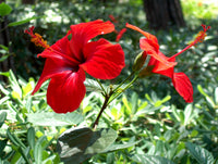 Hibiskus Blumensamen zur Aussaat ideal Rabatten Traditionssorte & ohne Gentechnik Samen Hausgarten